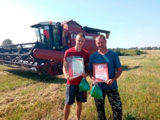 Уборочная страда на полях Глубоччины в разгаре