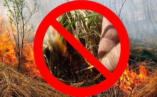 Последствия выжигания сухой растительности