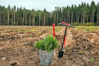 Глубокский опытный лесхоз приглашает Глубочан присоединиться к «Неделе леса»