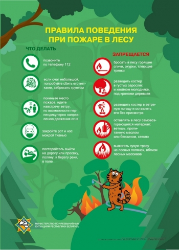 Собрался в лес – запомни правила
